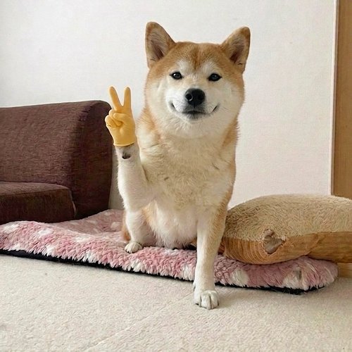 Momo giving a peace sign paw